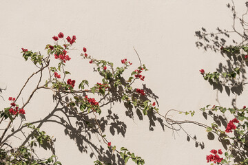 Poster - Red flower plant and sunlight shadows on neutral beige wall. Aesthetic floral shadow silhouette background