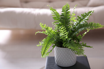 Wall Mural - Beautiful potted fern on book in living room. Space for text