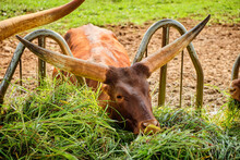 A Watusi Cattle Eating Grass Through A Cow Stall At Cabarceno Natural Park In  Cantabria, Spain