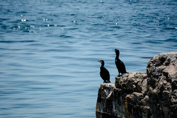 Two cormorants by the sea. Animals watching the sea.