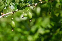 Fresh Green Gooseberries. Green Berries Close Up On A Gooseberry Branch