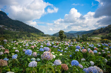 Beautiful Hydrangea Blooms Fields In The Valley At Doi Inthanon National Park, Chiang Mai, Thailand.