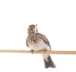 Wall Mural - Crested Lark isolated on white background