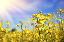 Beautiful Mustard Flower In Sunlight. Yellow Mustard Field