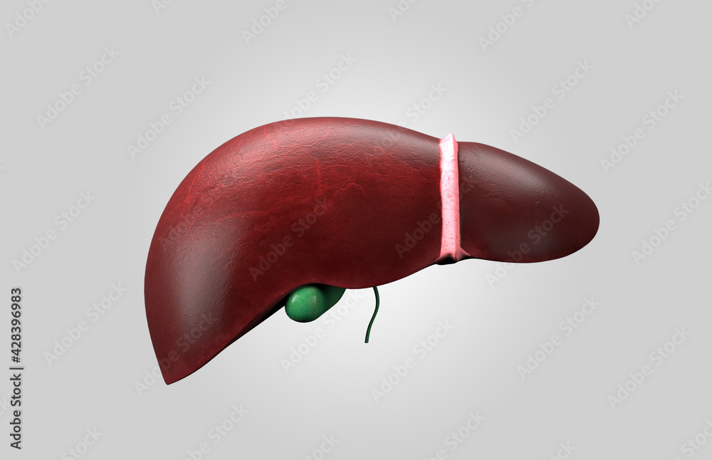 3d illustration of healthy human liver with gallbladder Stock ...