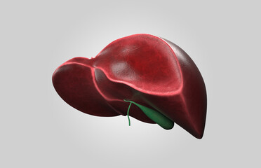 Wall Mural - 3d illustration of healthy human liver with gallbladder