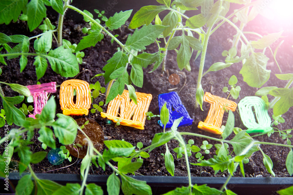 Tomato seedlings near the window, the inscription tomato - obrazy, fototapety, plakaty 