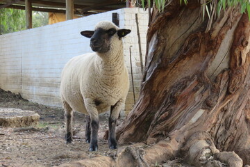 A unique portrait photo of an isolated beige sheep with a black face, ears and feet; standing next to a very large twisted tree trunk with the most beautiful and intriguing texture 