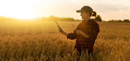 Wall Mural - Woman farmer with tablet in a wheat field. Sunset.