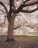 Fototapeta Natura - Cherry blossom trees at Cherry Hill, in Central Park, Manhattan, New York City