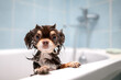 funny wet chihuahua dog posing in a bath tub
