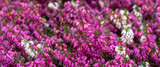 Fototapeta Kwiaty - fioletowe i białe wrzośce wiosenne