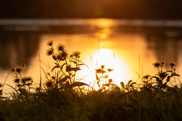 Canvas Print - Picturesque sunset on the river, flowers on the shore