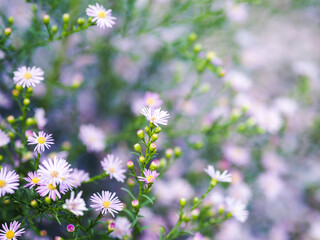 Aufkleber - violet blooming flower pattern