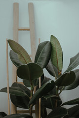 Sticker - Closeup shot of a green houseplant with big leaves