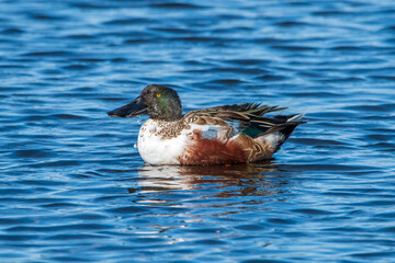 Wall Mural - Northern shoveler at Canaveral National Seashore