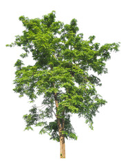 Poster - isolated big tree on white background