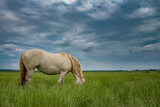 Fototapeta Konie - Young beautiful horses graze on the meadow in summer.
