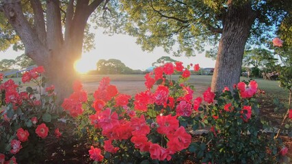 Wall Mural - Beautiful rose garden in sunset. Red, pink roses are swaying in wind