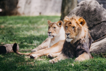 lions in the Indianapolis zoo