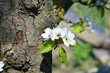 Blooming Pear Tree in Springtime