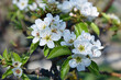 Blooming Pear Tree in Springtime Close Up