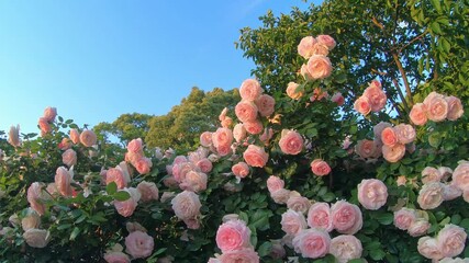 Wall Mural - Beautiful rose garden in sunset. Red, pink roses are swaying in wind