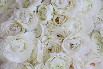  Macro shot of beautiful white ranunculus bouquet. Visible petal structure. Bright patterns of flower buds. Top view, close up, background, selective focus, copy space for text, cropped image.