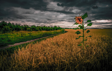 A lone sunflower grew among the ears of barley in a barley field near a dirt road