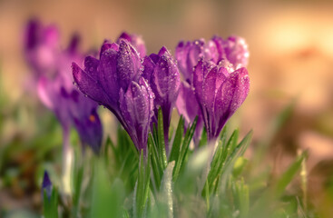 Wall Mural - crocuses in dewdrops close-up in the light of the rising sun