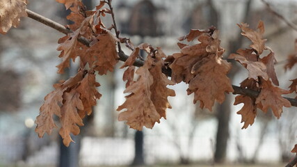 Wall Mural - autumn leaves in the snow