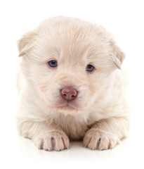 Canvas Print - One white puppy.