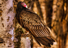 Adult Female Turkey Vulture Resting On A Birch Tree Stump