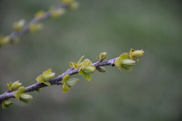 Canvas Print - Tree Buds