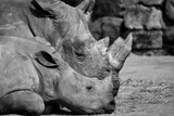 Fototapeta Zwierzęta - Mother and baby rhino laying on the ground side by side