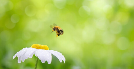 Wall Mural - Beautiful Nature summer Background with honeybee