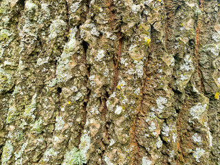 Old cracked wood bark texture, background close-up, natural pattern