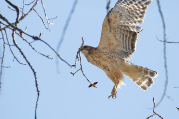 Poster - Nesting red shouldered hawk (Buteo lineatus) 