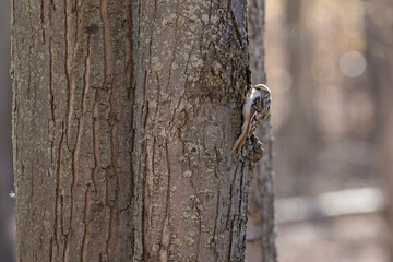 Sticker - The brown creeper (Certhia americana)