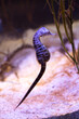 The short-snouted seahorse (Hippocampus hippocampus).