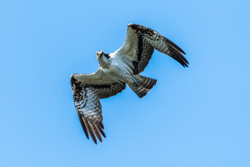 Wall Mural - Osprey on the hunt