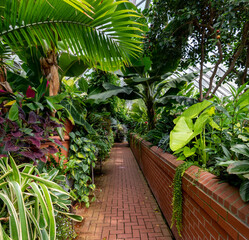 A brick pathway through a lush green house