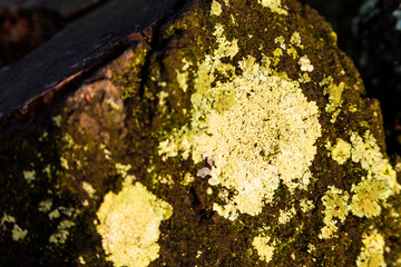 Close up of yellow molds on the trunk of pine cut.