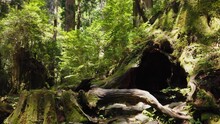 Wilson Stump Tree Trunk Cave On Yakushima Japan, Pan Across Landscape And Forest