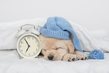 Poster - Golden retriever puppy wearing warm hat sleeps with alarm clock under white warm blanket on a bed at home