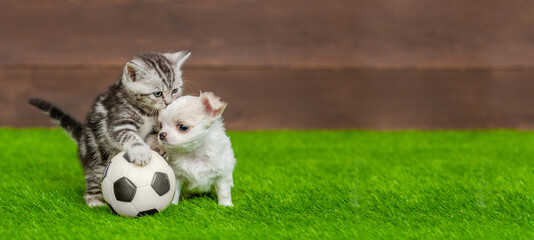 Aufkleber - Playful kitten and tiny Chihuahua puppy sits with a soccer ball on green summer grass. Empty space for text