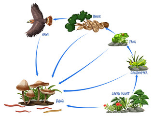 Wall Mural - Information poster of six kingdoms of life