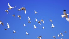 Tracking Shot Of A Group Of Pigeons Flying Freely In The Blue Sky
