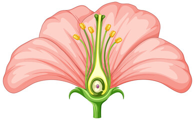 Sticker - Diagram showing parts of flower