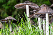 Closeup of inky cap mushrooms in a forest under the sunlight with a blurry background
